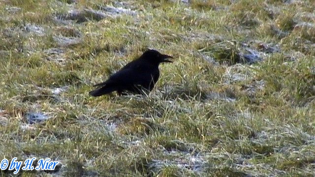 <a href='picture.php?/9855/category/3413'>Corvus corone corone - 3. Fund</a> Corvus corone corone - 3. Fund