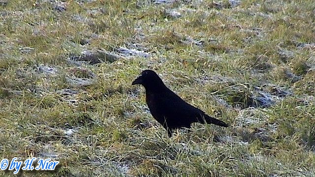 <a href='picture.php?/9856/category/3413'>Corvus corone corone - 3. Fund</a> Corvus corone corone - 3. Fund