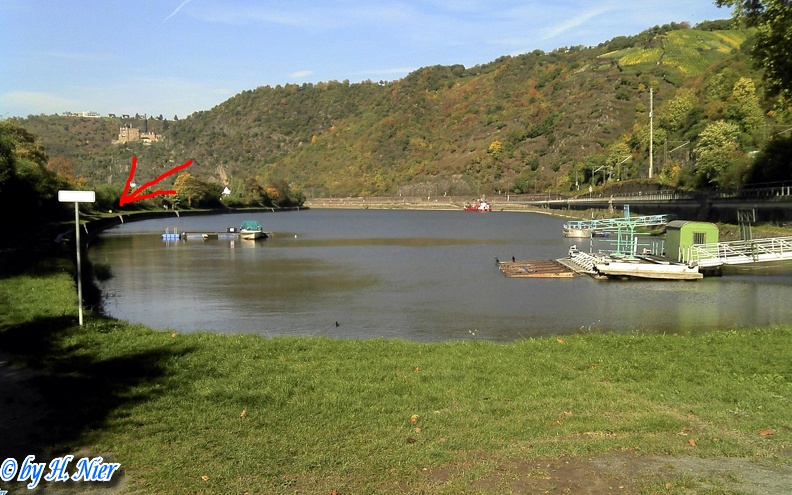 Corvus corone corone -  5. Fund (Fundortfoto)