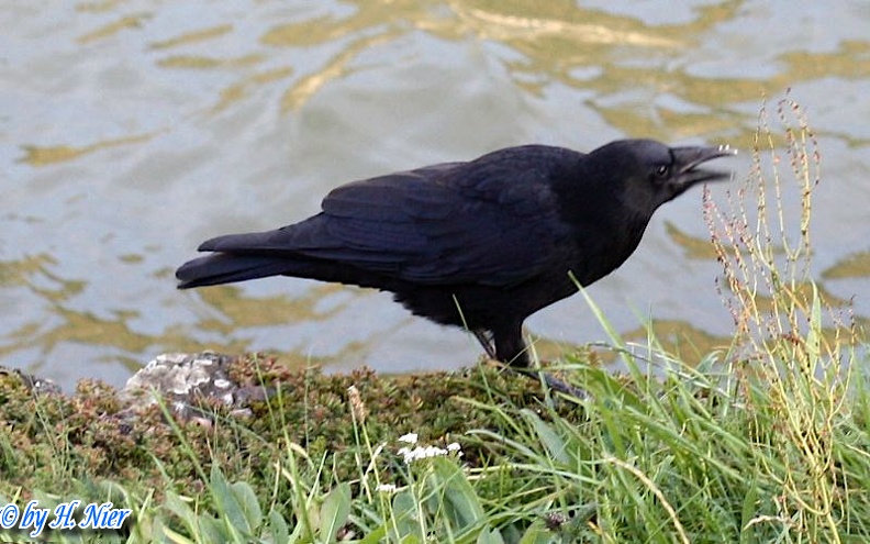 <a href='picture.php?/9859/category/3413'>Corvus corone corone - 5. Fund</a> Corvus corone corone - 5. Fund