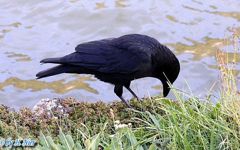 <a href='picture.php?/9860/category/3413'>Corvus corone corone - 5. Fund</a> Corvus corone corone - 5. Fund