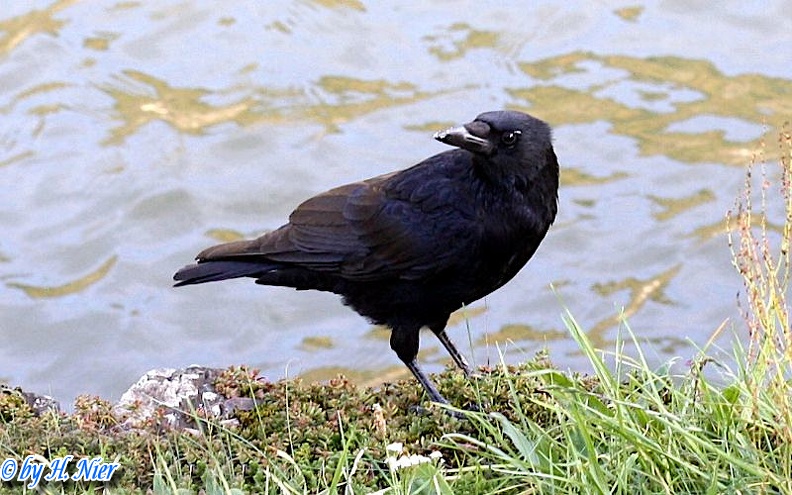 <a href='picture.php?/9861/category/3413'>Corvus corone corone - 5. Fund</a> Corvus corone corone - 5. Fund