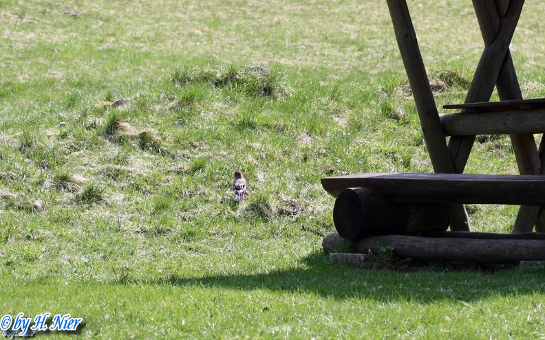 Garrulus glandarius -  5. Fund