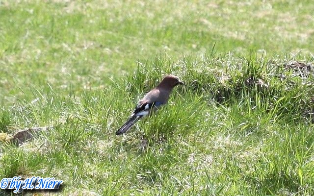 Garrulus glandarius -  5. Fund