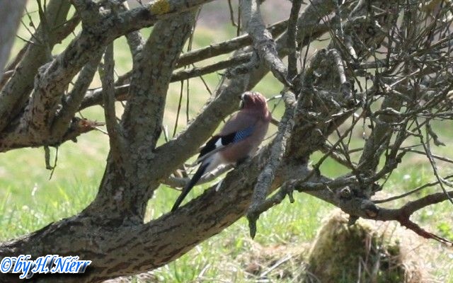 Garrulus glandarius -  5. Fund