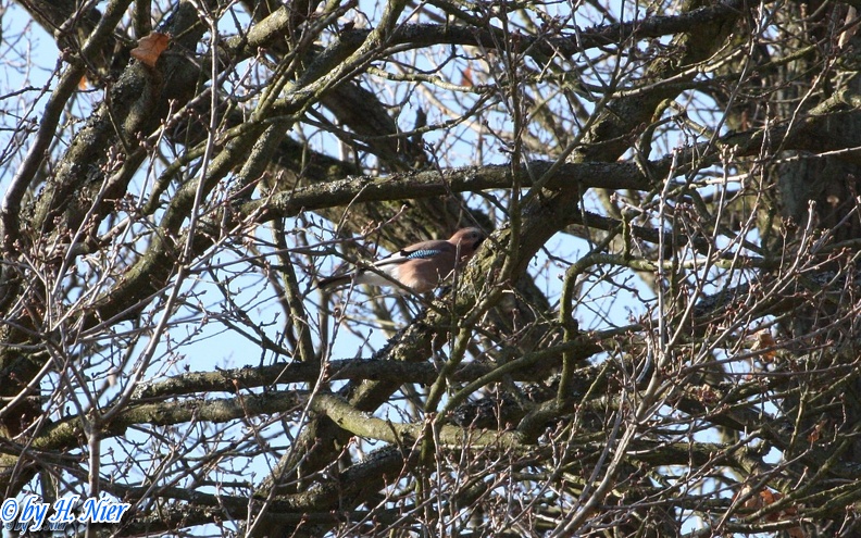 Garrulus glandarius -  6. Fund