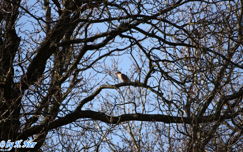 Garrulus glandarius -  6. Fund