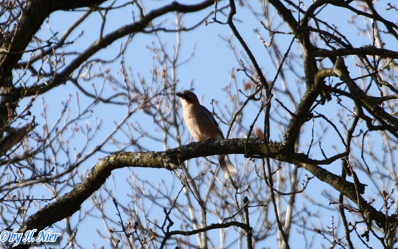 Garrulus glandarius -  6. Fund