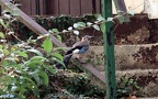 Garrulus glandarius -  7. Fund