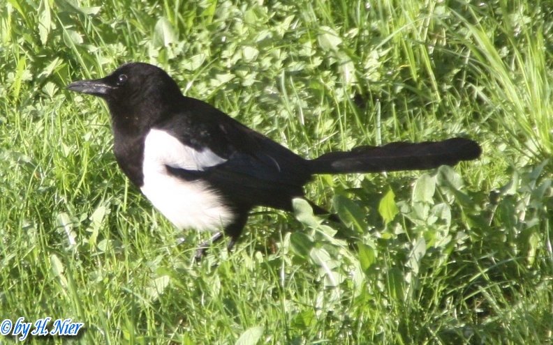 Pica pica -  5. Fund