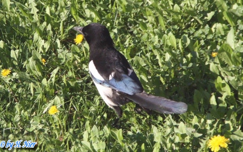 Pica pica -  5. Fund