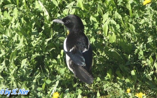 Pica pica -  5. Fund