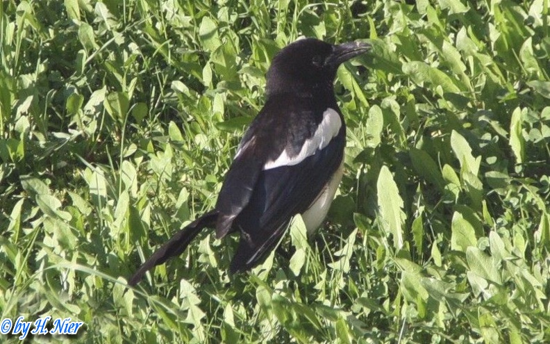 Pica pica -  5. Fund