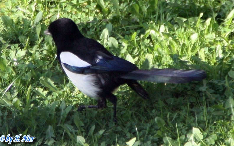 Pica pica -  5. Fund