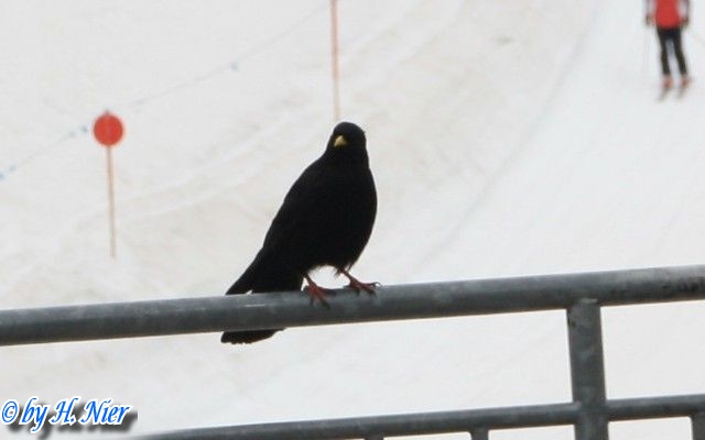 <a href='picture.php?/8694/category/3041'>Pyrrhocorax graculus - 1. Fund</a> Pyrrhocorax graculus - 1. Fund