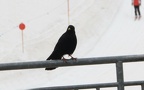 Pyrrhocorax graculus - 1. Fund - Gefunden in Österreich (Tirol)Am Restaurant "Tuxer Ferner Haus" am "Hintertuxer Gletscher" in der Nähe von Hintertux. Pyrrhocorax graculus - 1. Fund