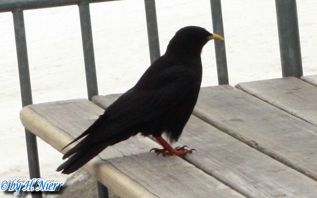 <a href='picture.php?/8695/category/3041'>Pyrrhocorax graculus - 1. Fund</a> Pyrrhocorax graculus - 1. Fund