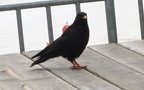 Pyrrhocorax graculus - 1. Fund - Gefunden in Österreich (Tirol)Am Restaurant "Tuxer Ferner Haus" am "Hintertuxer Gletscher" in der Nähe von Hintertux. Pyrrhocorax graculus - 1. Fund