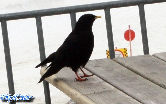 <a href='picture.php?/8697/category/3041'>Pyrrhocorax graculus - 1. Fund</a> Pyrrhocorax graculus - 1. Fund