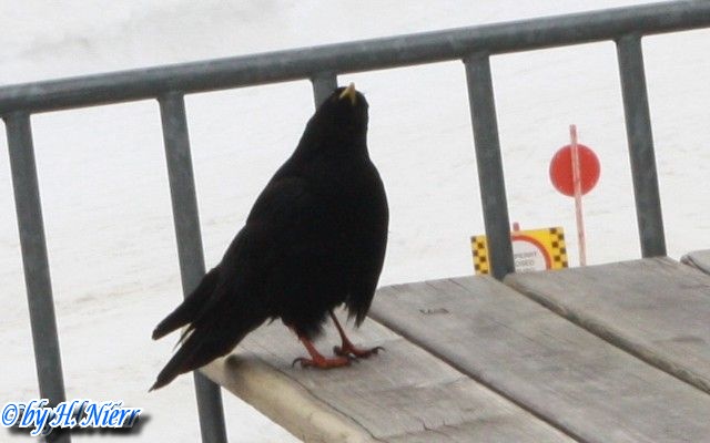 Pyrrhocorax graculus -  1. Fund