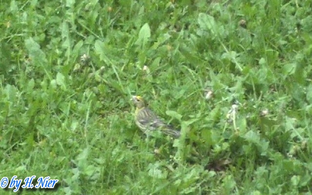 emberiza_citrinella_3b.jpg