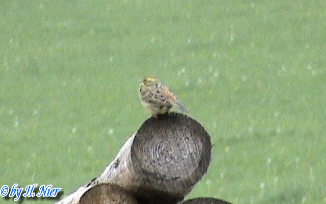 Emberiza citrinella -  6. Fund