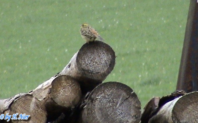 Emberiza citrinella -  6. Fund