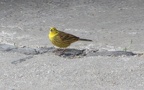 Emberiza citrinella (Linnæus, 1758)