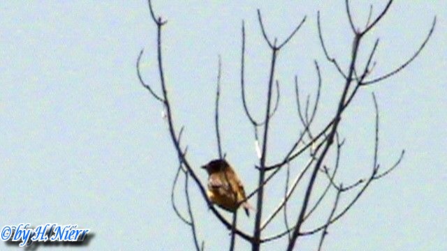 <a href='picture.php?/7838/category/2792'>Emberiza melanocephala - 1. Fund (Männchen)</a> Emberiza melanocephala - 1. Fund (Männchen)