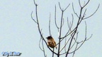 Gattung Emberiza (Linnæus, 1758) 