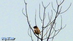 Emberiza melanocephala -  1. Fund (Männchen)