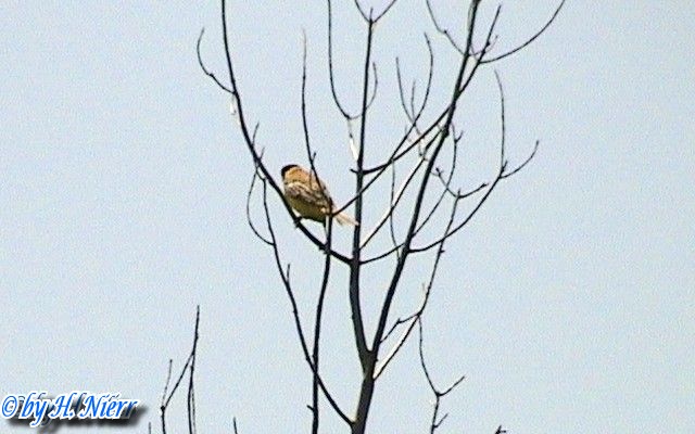 <a href='picture.php?/7839/category/2792'>Emberiza melanocephala - 1. Fund (Männchen)</a> Emberiza melanocephala - 1. Fund (Männchen)