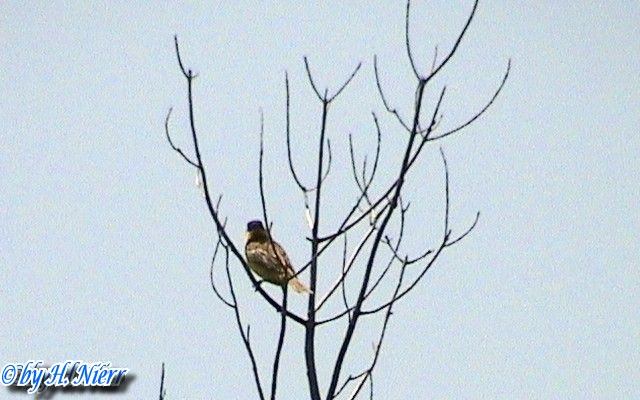<a href='picture.php?/7840/category/2792'>Emberiza melanocephala - 1. Fund (Männchen)</a> Emberiza melanocephala - 1. Fund (Männchen)