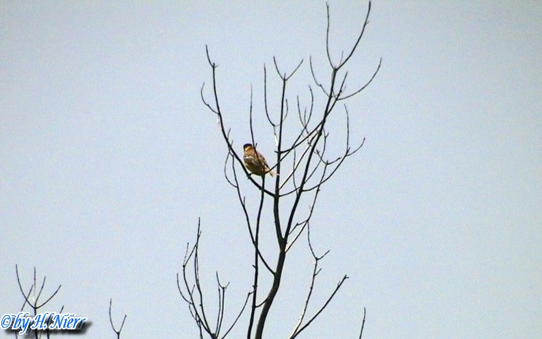 Emberiza melanocephala -  1. Fund (Männchen)