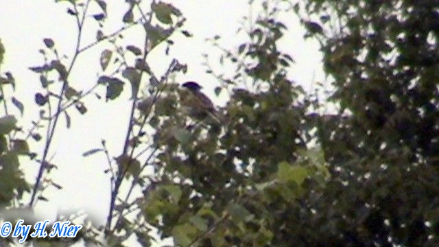 <a href='picture.php?/9431/category/3299'>Emberiza schoeniclus - 1. Fund</a> Emberiza schoeniclus - 1. Fund