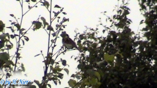 Emberiza schoeniclus -  1. Fund