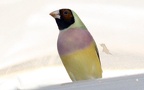 Familie Estrildidae (Illiger, 1811)