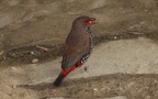 Familie Estrildidae (Illiger, 1811)