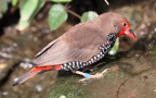Emblema picta -  1. Fund