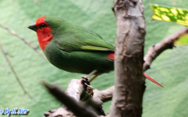 <a href='picture.php?/12787/category/4507'>Erythrura psittacea - 1. Fund</a> Erythrura psittacea - 1. Fund