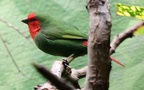 Familie Estrildidae (Illiger, 1811)