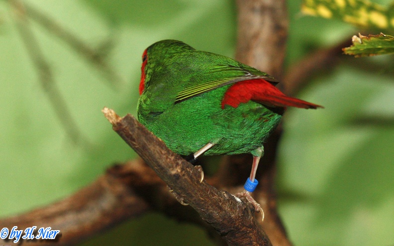 <a href='picture.php?/12788/category/4507'>Erythrura psittacea - 1. Fund</a> Erythrura psittacea - 1. Fund