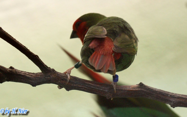 Erythrura psittacea -  1. Fund