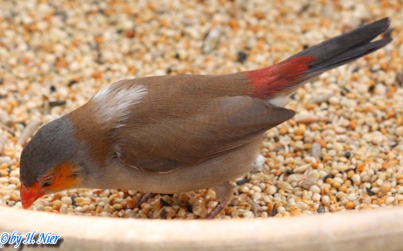 Estrilda melpoda -  1. Fund