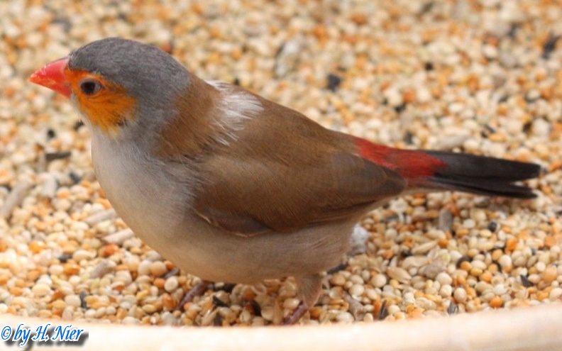 Estrilda melpoda -  1. Fund