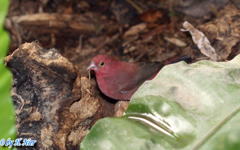 <a href='picture.php?/13569/category/4803'>Lagonosticta senegala - 1. Fund</a> Lagonosticta senegala - 1. Fund