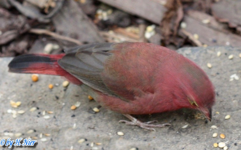 <a href='picture.php?/13570/category/4803'>Lagonosticta senegala - 1. Fund</a> Lagonosticta senegala - 1. Fund