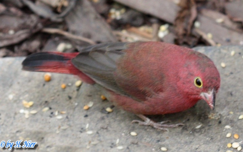 Lagonosticta senegala -  1. Fund