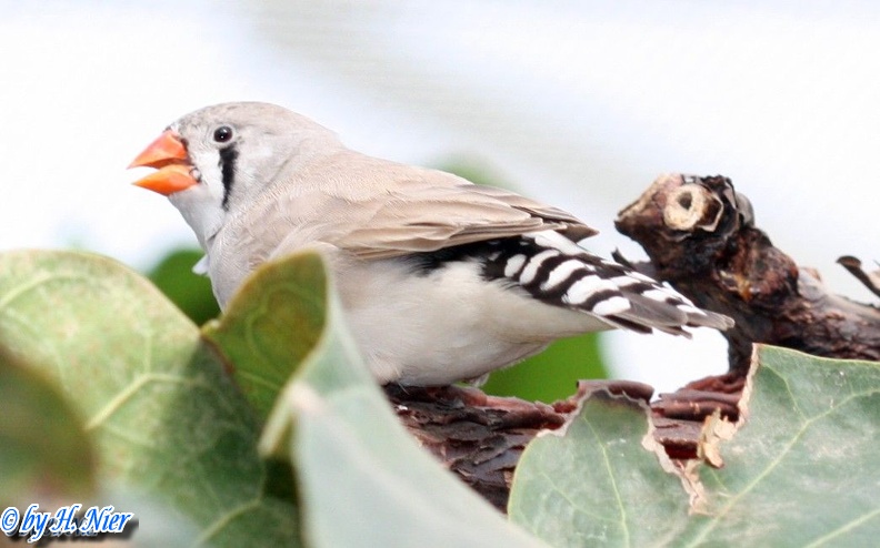 Taeniopygia guttata -  1. Fund