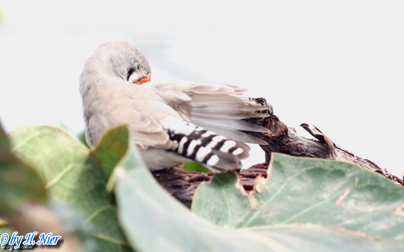 Taeniopygia guttata -  1. Fund